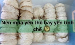 Nên mua tổ yến thô hay tổ yến tinh chế